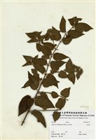 藏品(毛茉莉)的圖片